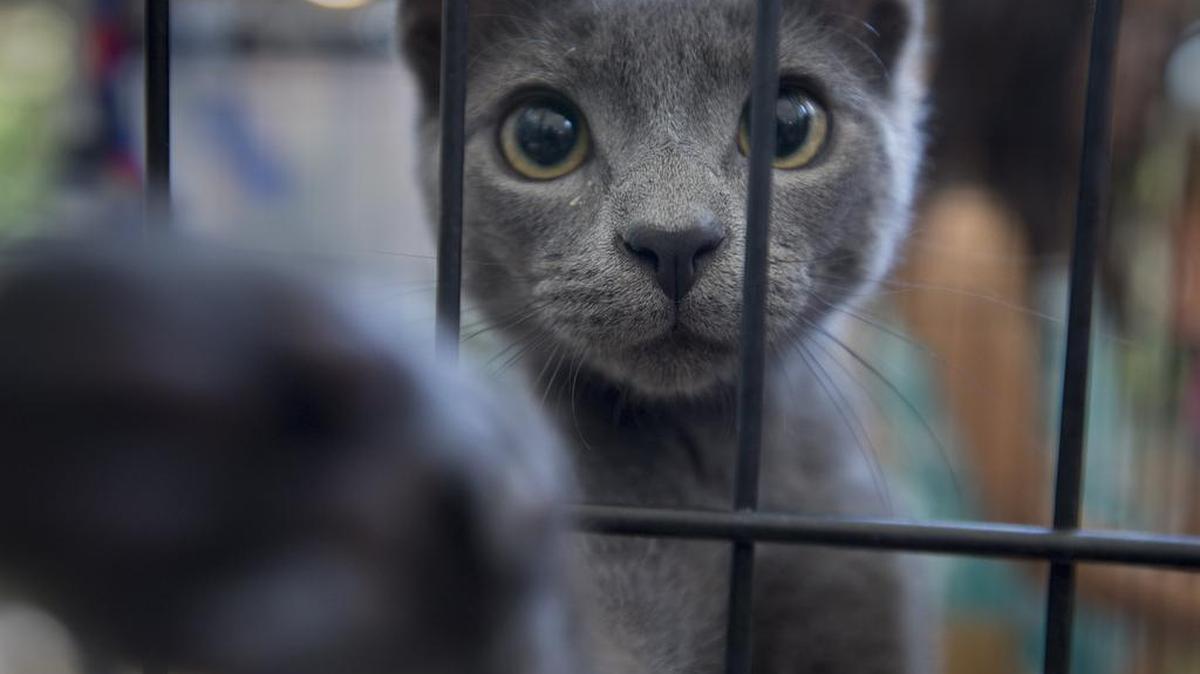 Front Street Animal Shelter, dealing with an overabundance of kittens, held one of its most successful adoption events Aug. 5-6, 2017.