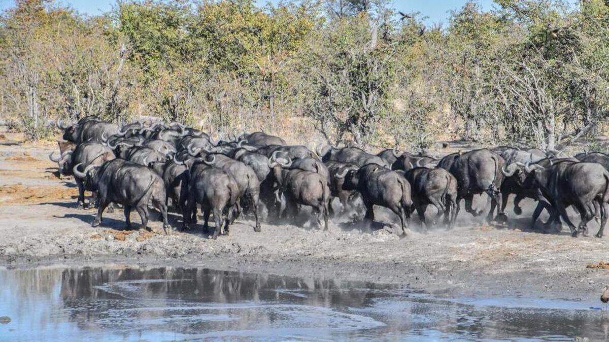 Cape buffalo