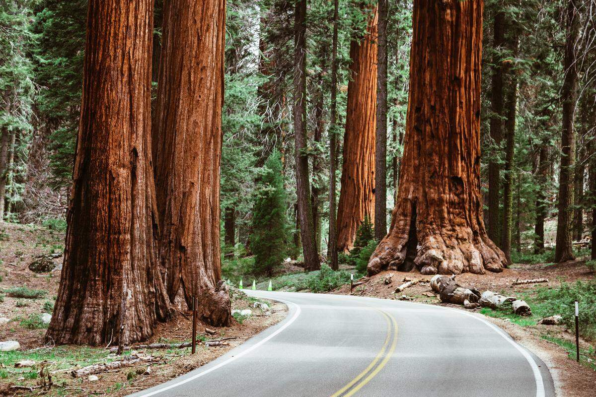 On the road in Redwood National Park.