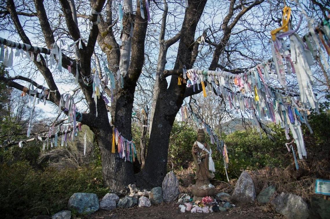 A statue of Guanyin, an East Asian bodhisattva associated with compassion, commonly known as the “Goddess of Mercy,” and the tree above her are decorated with prayer flags and other adornments at the Gateway Peace Garden in the town of Mount Shasta. Mount Shasta’s giant peak, the largest in north America, is a mountain of mystery, attracting spiritual questers from across the globe.