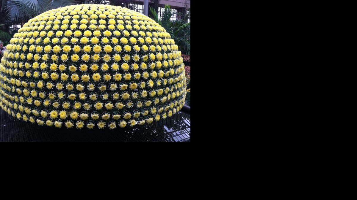 
 This Thousand Bloom Chrysanthemum at Longwood Gardens in Kennett Square, Pa., is part of an annual mum festival that begins this weekend and continues for four weeks.  It is said by Longwood to be the largest mum plant grown outside of Asia. 
