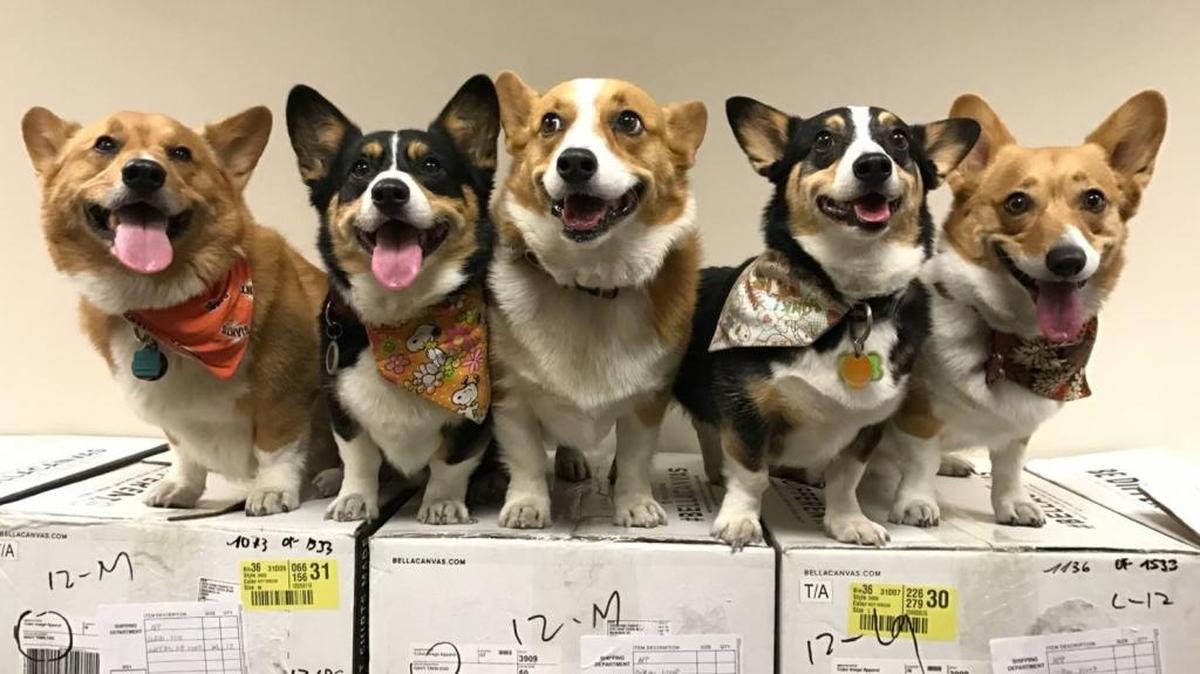 Nor Cal Corgi Con is scheduled for June 17 at San Francisco’s Ocean Beach.