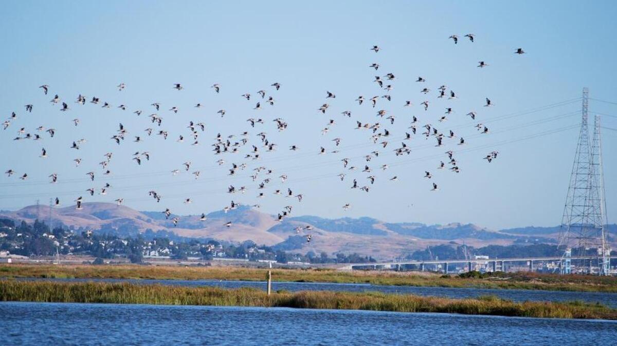The San Francisco Bay Flyway Festival is an annual visual treat at Mare Island in Vallejo.