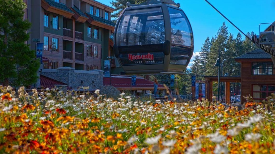 During the spring and early summer, wildflowers blanket the hillside under the Heavenly Gondola, a 2.4 miles to the top.