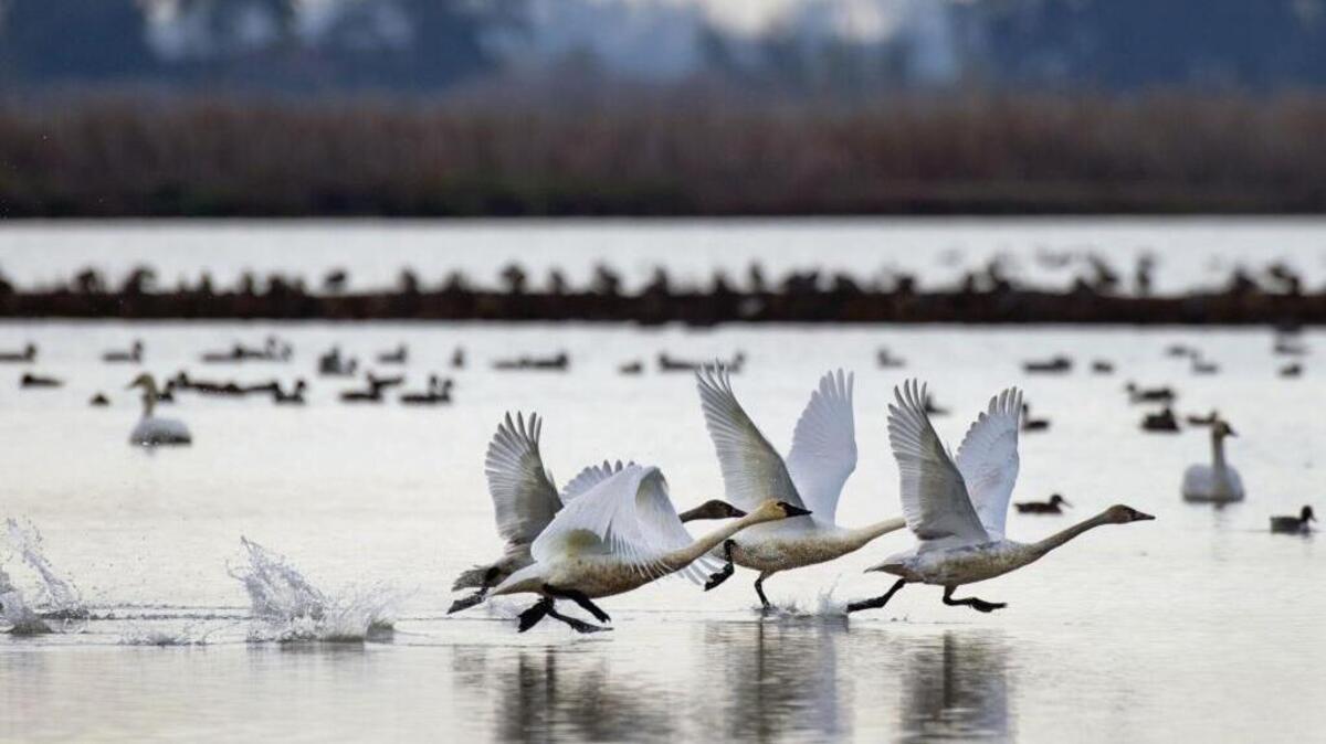 Tundra swanstake flight from a rice field that had been flooded after harvest last year.