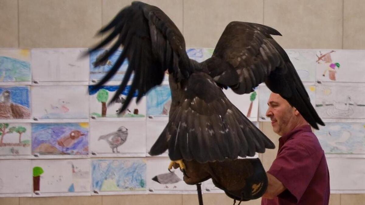 Gabe Kerschner shows off Shasta, an 11-pound golden eagle, during a previous festival.