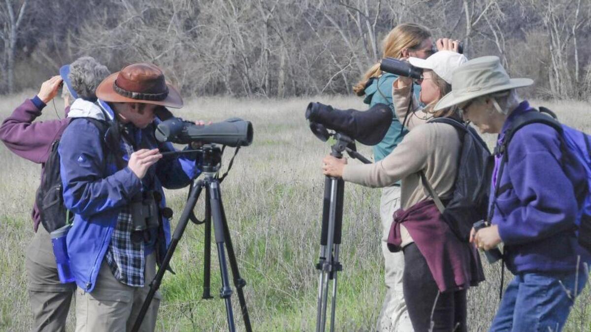 Celebrants examine and photograph birds at the 2010 Snow Goose Festival.