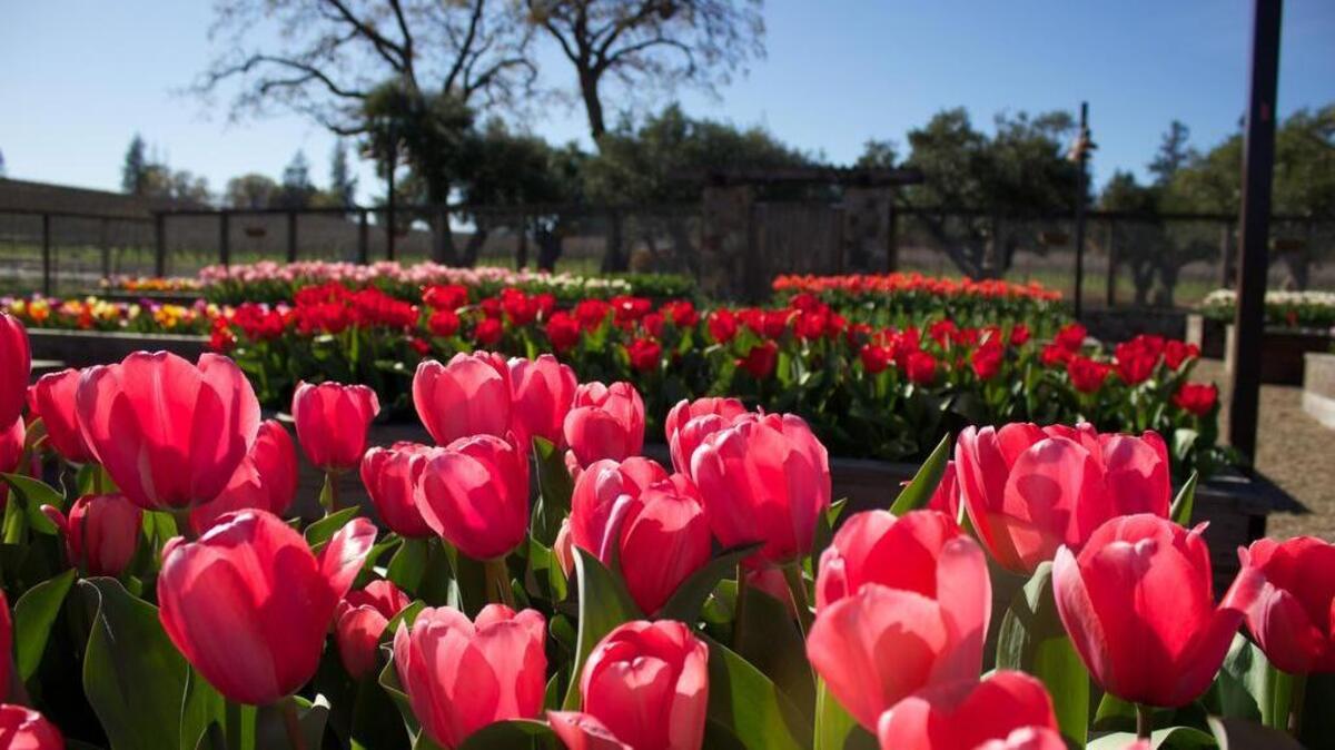Tulips are the featured flower at Boatique Winery, which hosts its first Tulip Time Festival on April 2. There will be live music, food and, of course, tulips.