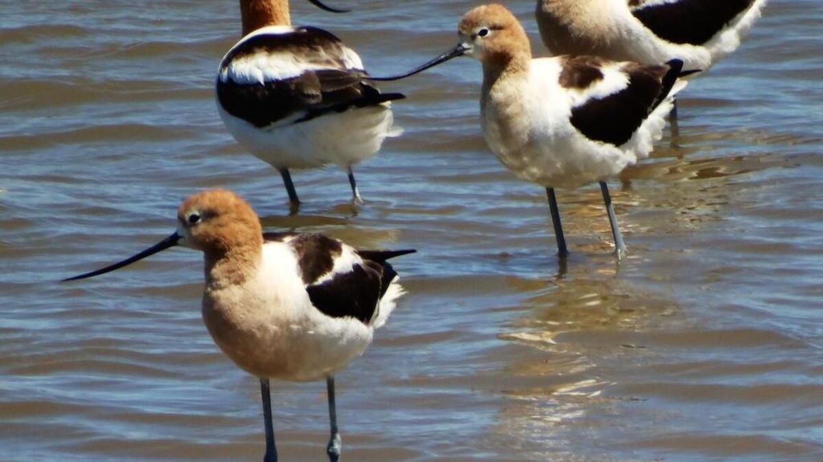 Avocets wade in the Cullinan Ranch section of the San Pablo Bay National Wildlife Refuge.