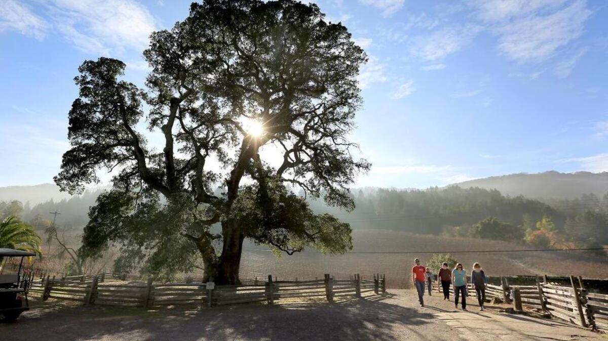 A file photo of “Jack’s Oak, a centuries-old oak tree on the grounds of Jack London State Historic Park in Glen Ellen that provided shade and inspiration to writer and adventurer Jack London when he lived in Sonoma County.