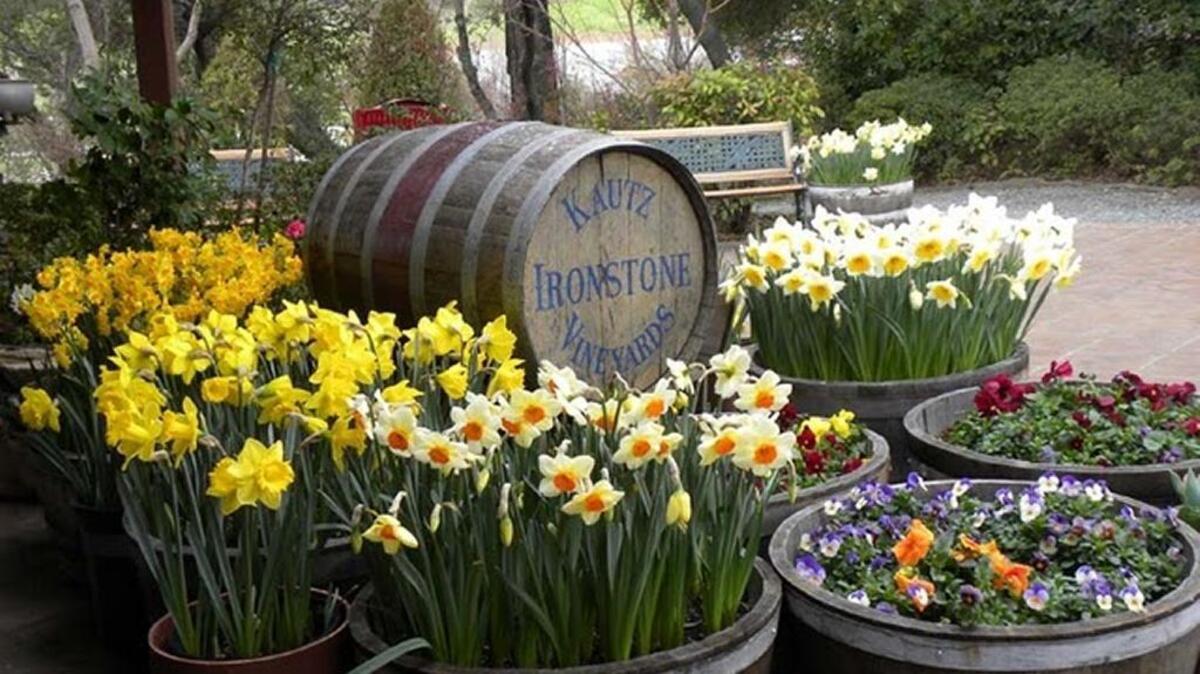 Ironstone Vineyards in Murphys hosts the Mother Lode Daffodil Show on March 19-20.