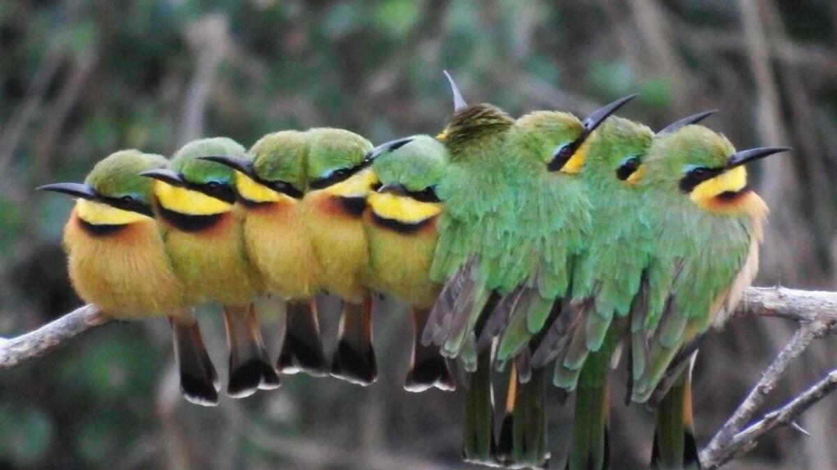 Bee-eaters