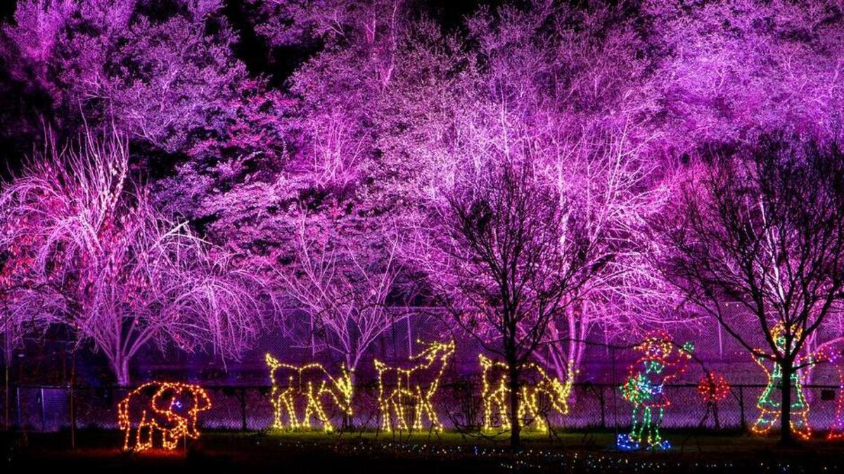 Find animal-themed lights, holiday attractions and music performances through Jan. 3 at the Oakland Zoo.