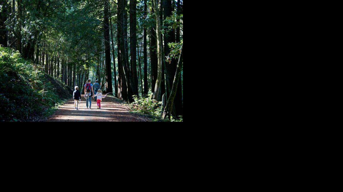 
A family walks along Pipeline Road surrounded by dense trees at Cowell Redwoods State Park in Felton, north of Santa Cruz.
