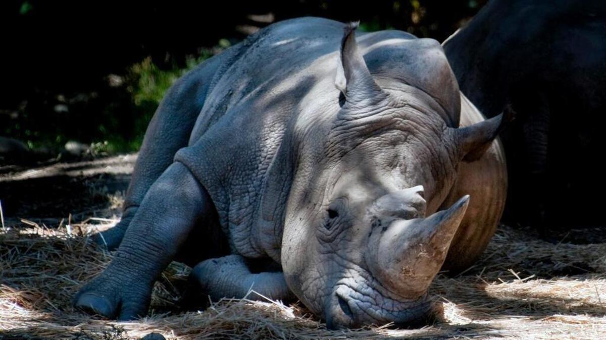 The white rhinoceros is classified as “near threatened,” according to the World Wide Fund for Nature, a wilderness preservation organization. 