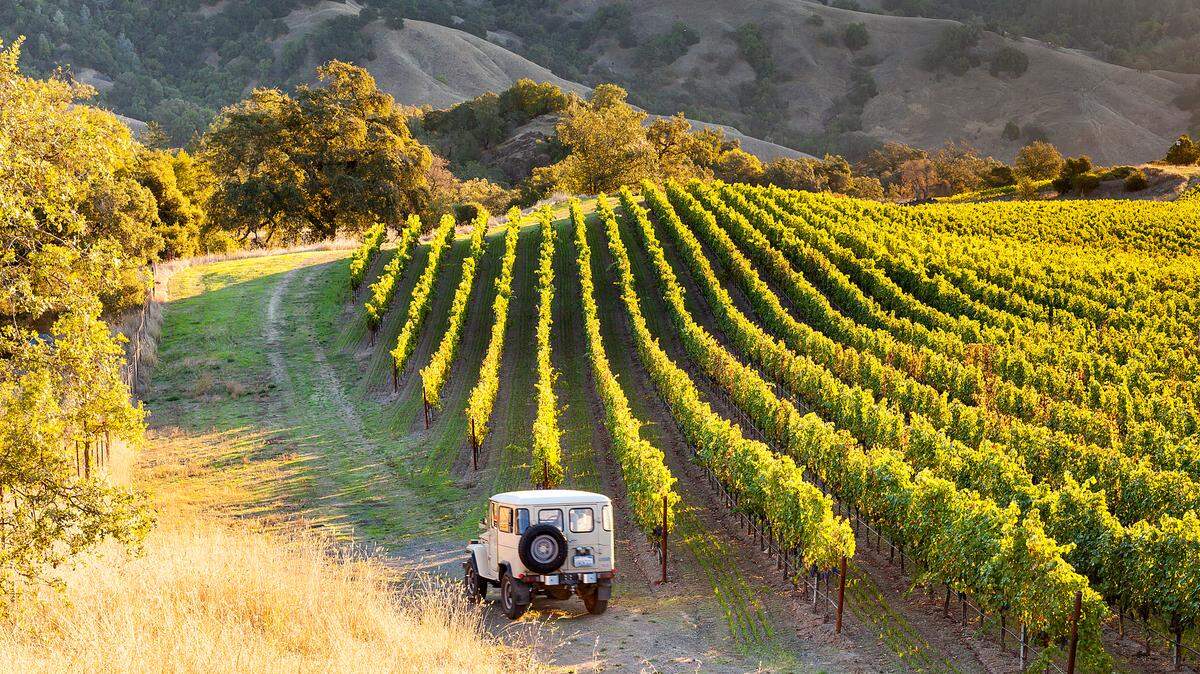 A car driving through California vineyards during the fall.