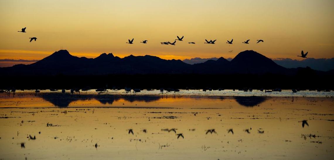 Tundra swans take flight in a flooded rice field with a view of the Sutter Buttes in the background off of Kimball Lane in Marysville on Nov. 1, 2012.