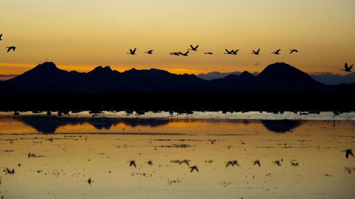 Tundra swans take flight in a flooded rice field with a view of the Sutter Buttes in the background off of Kimball Lane in Marysville on Nov. 1, 2012.
