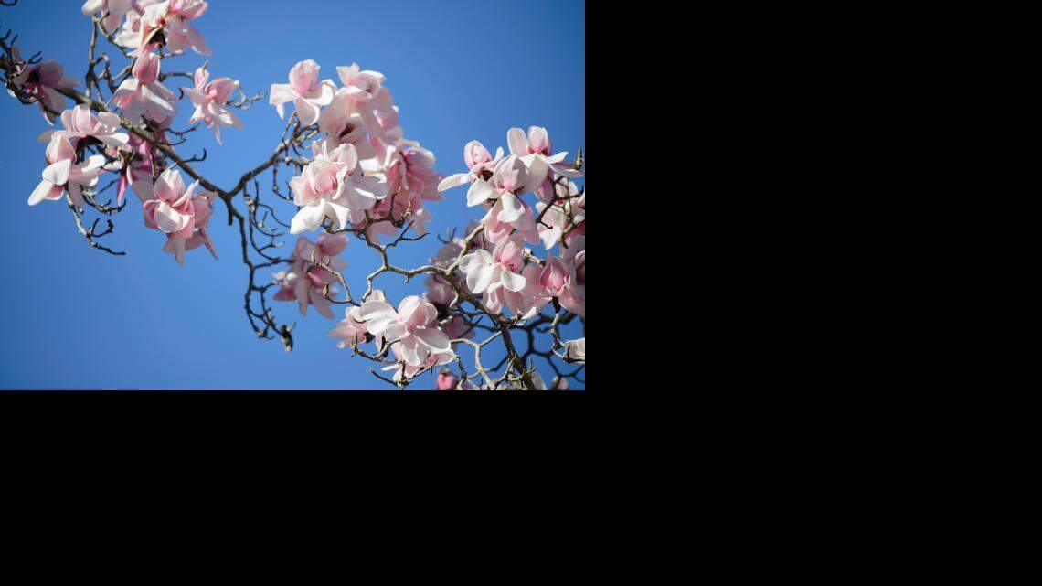 
The San Francisco Botanical Garden includes a magnificent magnolia collection. Starting this weekend, tours and interpretation stations will be offered.
