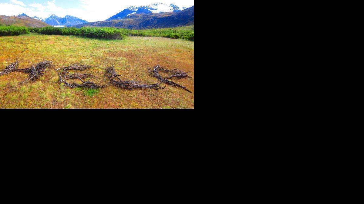
 After being forced to retreat from his planned backpack route, Sacramento Bee reporter Brad Branan returned to Skolai Pass, where he made this “sign” out of deadwood to attract a plane.
