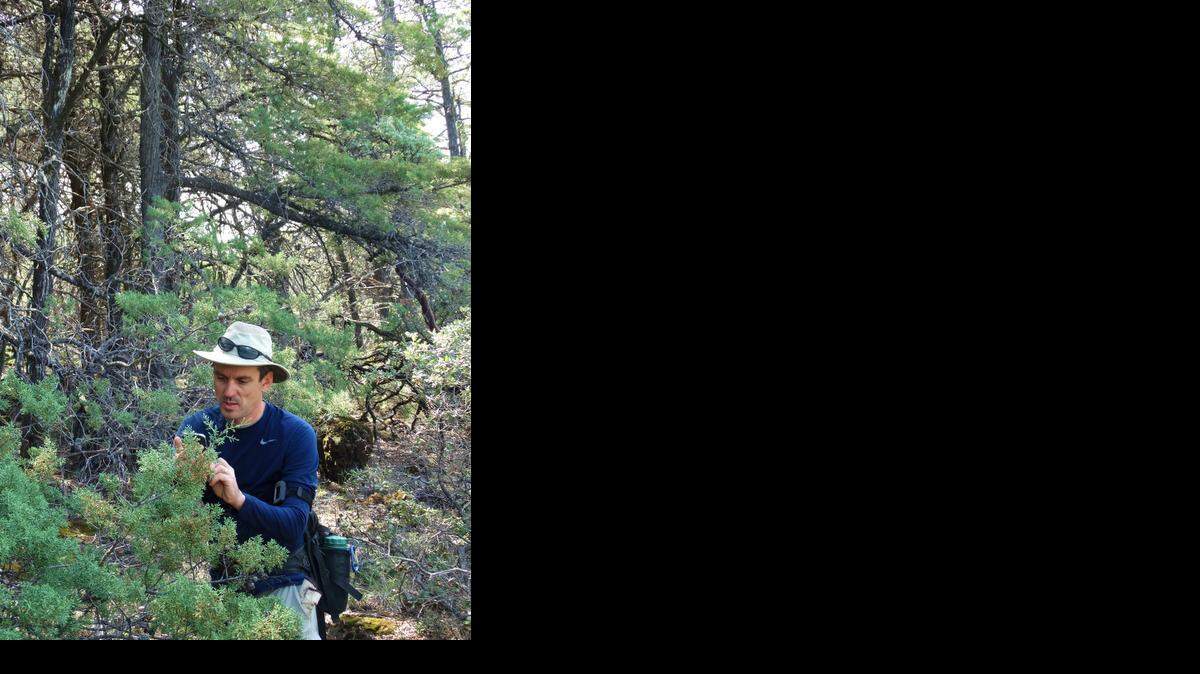 
Andrew Fulks, president and co-founder of the Coast Range conservation group Tuleyome, takes a close-up photo of the foliage of a Sargent cypress, the “cedar” of Cedar Roughs wilderness. There’s a movement to fold the area into a new national monument.

