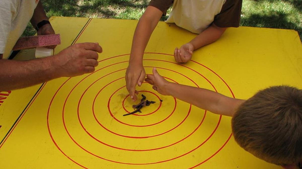 Kids compete in the 2009 international worm races in Clearlake to see whose worm will come out on top.