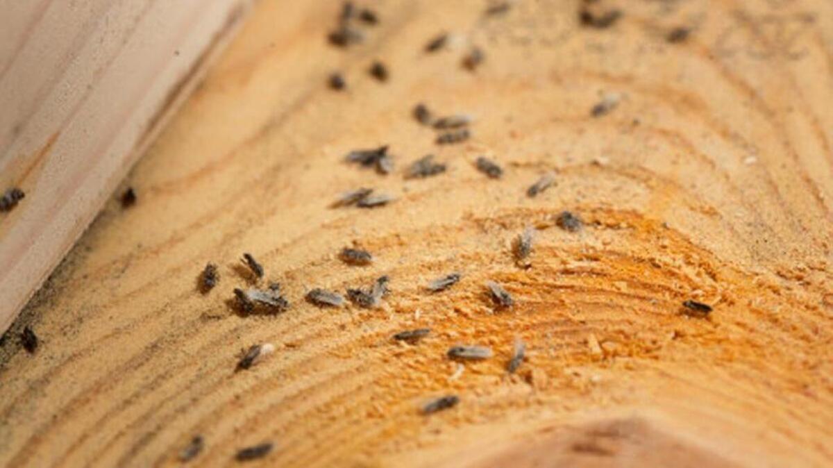 
Bugs crawling at the site.
