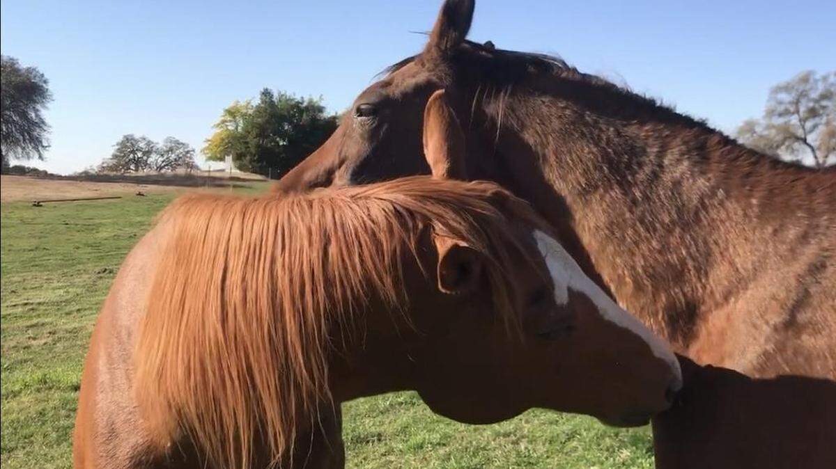 Aging horses spend time together at Horses’ Honor retirement farm in Lincoln.