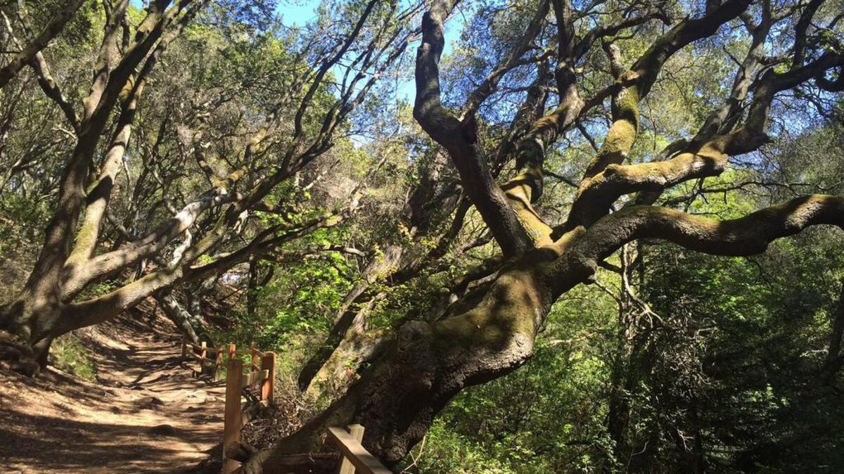 The Wildcat Gorge Trail in Tilden Regional Park takes the hiker past a trickling creek full of shade and lush foilage.