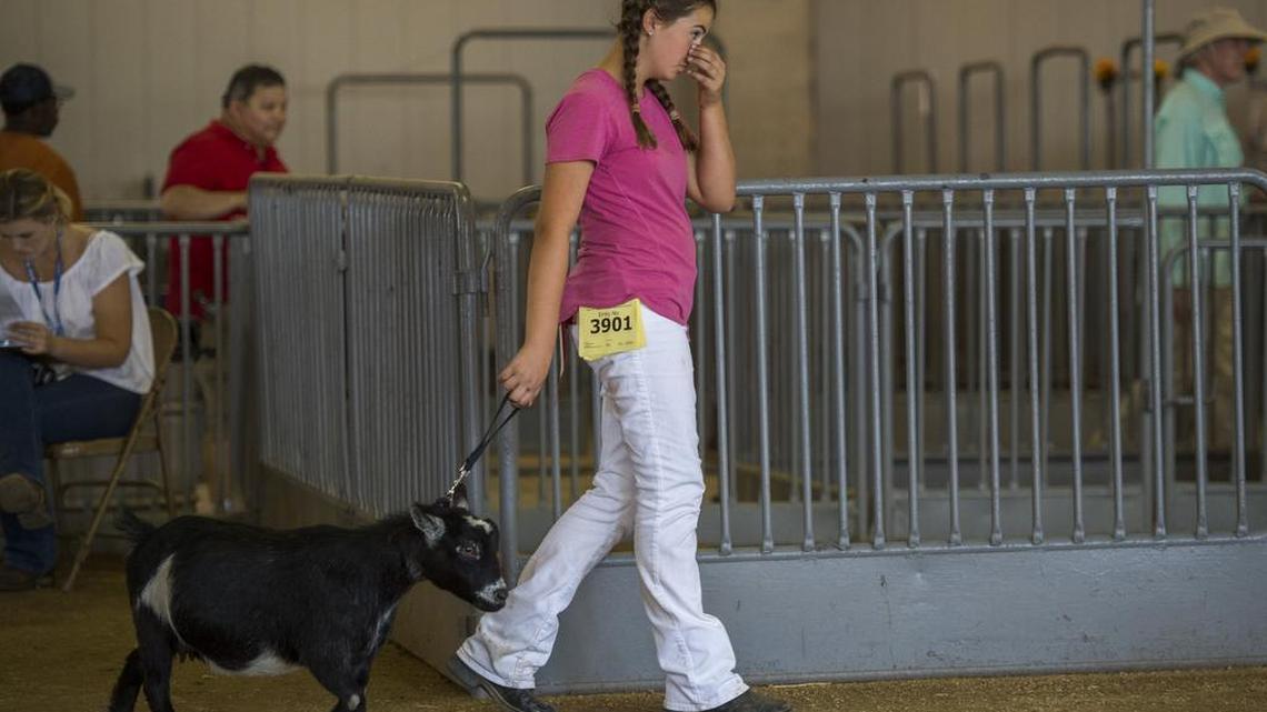 Macy Skillman, 12, heads into the show ring with one of her 14 pygmy goats at the California State Fair on Wed., July 19, 2017 in Sacramento, Calif.