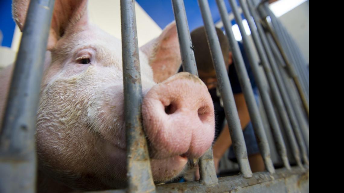 
A Yorkshire pig named Whip Cream gets a bath by her owner, Matthew Bailey, 12, with the Ceres 4-H at the California State Fair at Cal Expo, Wednesday, July 10, 2013.
