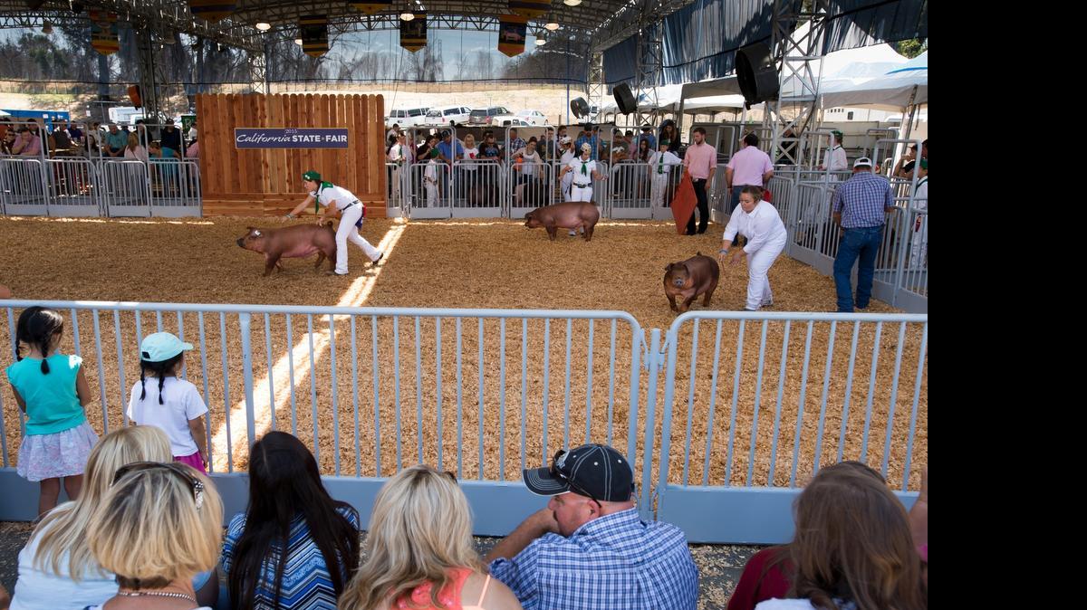 
Kids walks their pigs around a ring during competition at the California State Fair at Cal Expo on Sunday.
