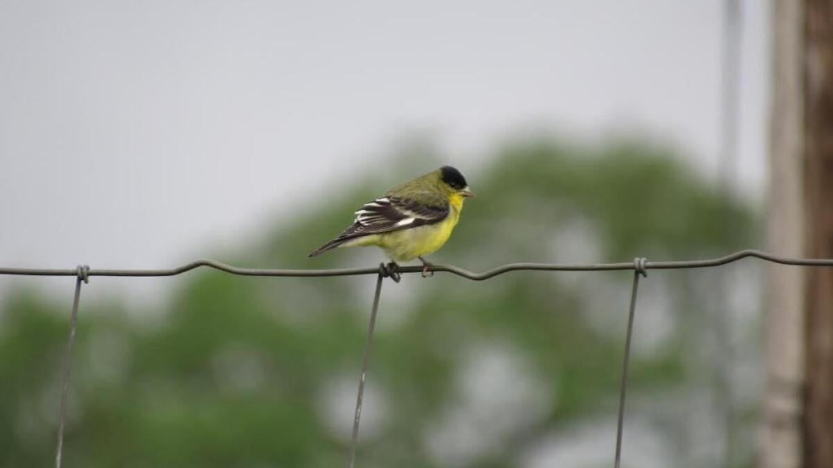 A lesser goldfinch could be among the many species of birds seen during a walking tour of Soil Born Farms on Saturday, July 15, 2017.