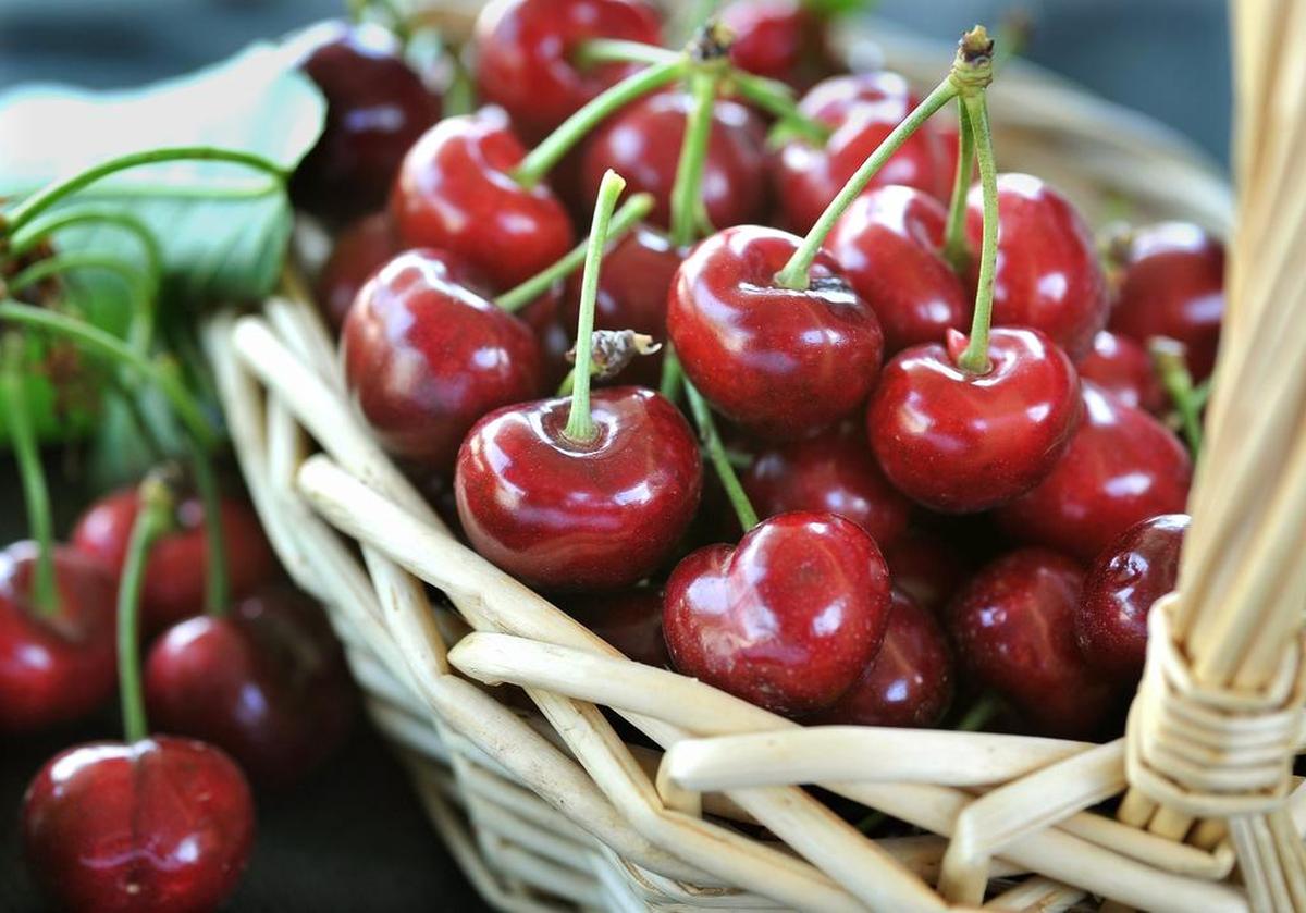 These are Brooks cherries at Erickson Ranches in Easton. The cherry season has arrived. Picking will cycle through the varieties and ripening times.