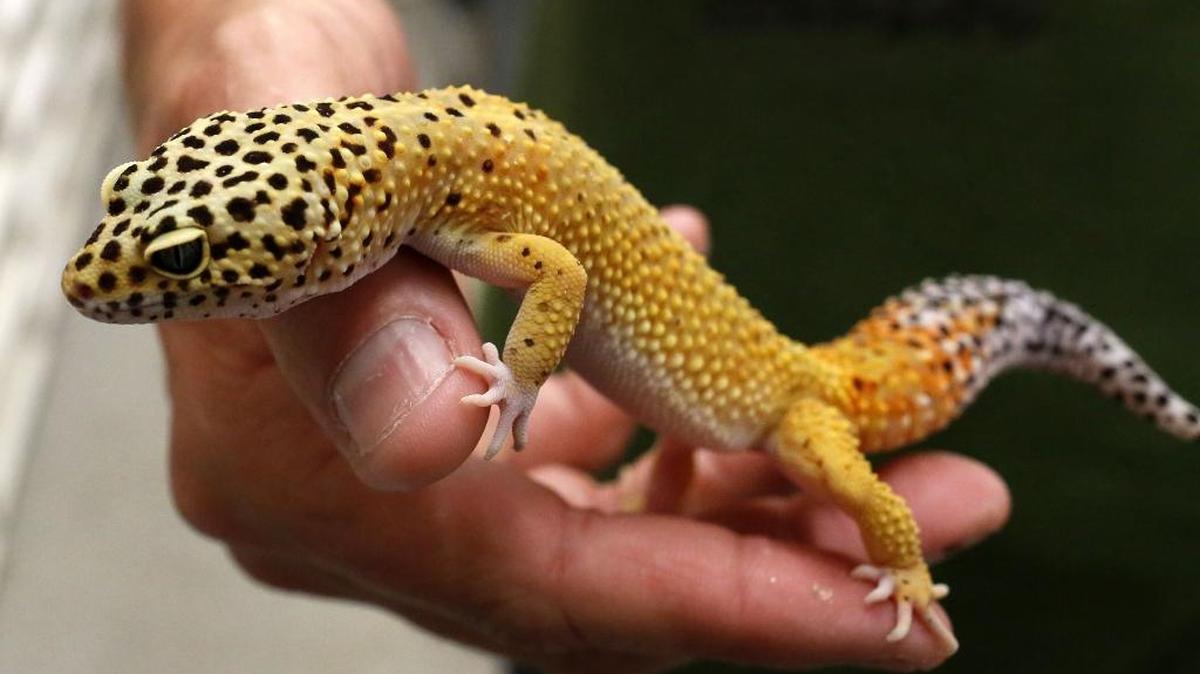 Mike Layman, co-owner of the Gourmet Rodent, holds a leopard gecko at his reptile-rearing facility in Newberry, Fla., in 2014. An Orange County man claims in a lawsuit that his daughter found two juvenile leopard geckos inside a can of Heineken after he became ill drinking the beer.