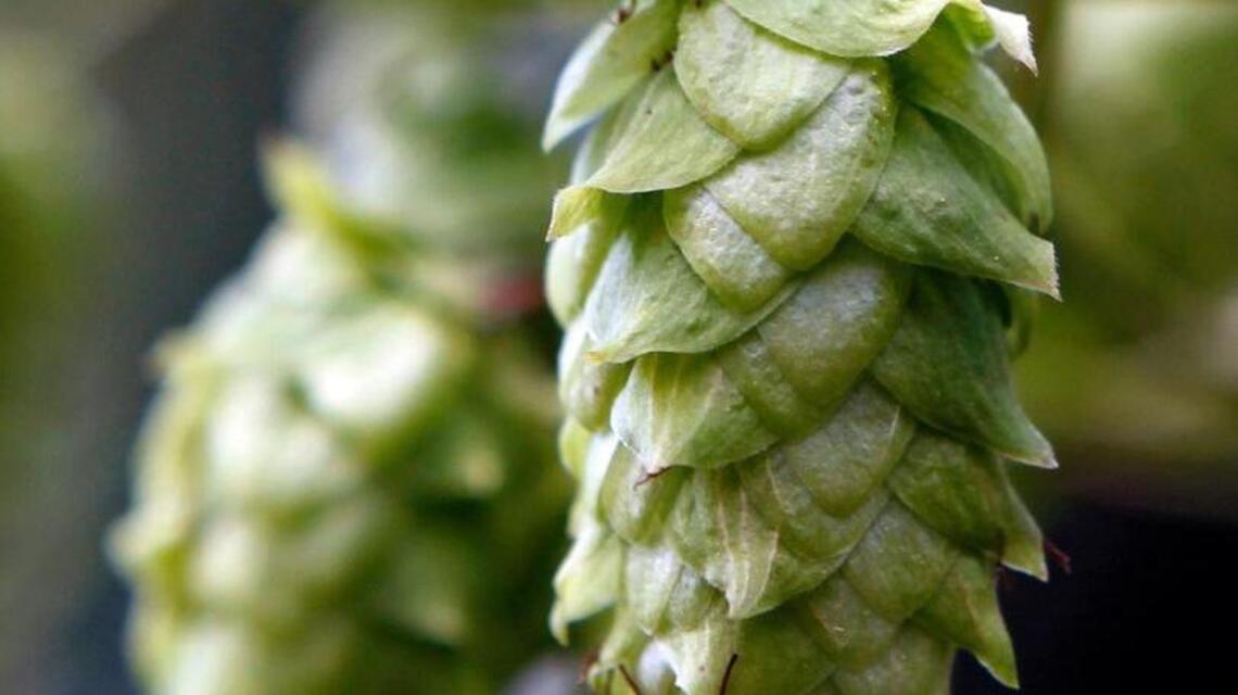 Beer Run: Is hoppy beer ruining craft beer? Discuss