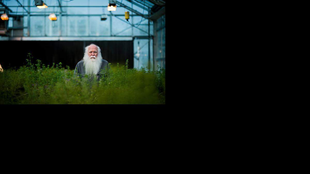 
Howard-Yana Shapiro, chief agricultural officer for Mars Inc., stands among alfalfa plants at one of the core greenhouse complexes he uses on the UC Davis campus on Thursday. Shapiro is a world-renowned cacao plant geneticist and avid motorcycle collector.
