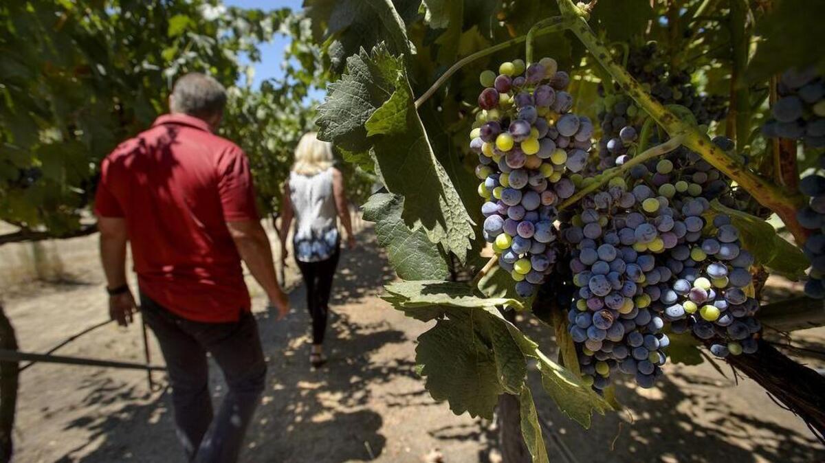 Ron Loder, left, and his wife Kathy Loder walk through their vineyard at their home winery in Granite Bay on Wednesday, July 26, 2017.