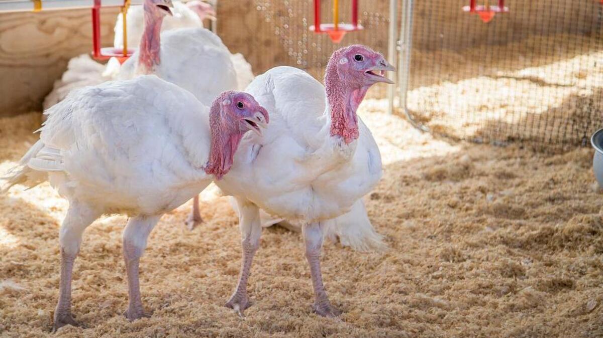 Members of the flock of potentially presidential turkeys frolic at Foster Farms’ ranch.