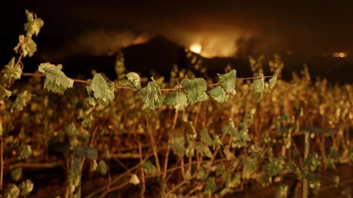A wildfire from a distant mountain burns over a vineyard in Kenwood, Calif., Tuesday, Oct. 10, 2017. Some of the largest blazes in Northern California were in Napa and Sonoma counties, home to dozens of wineries that attract tourists from around the world.