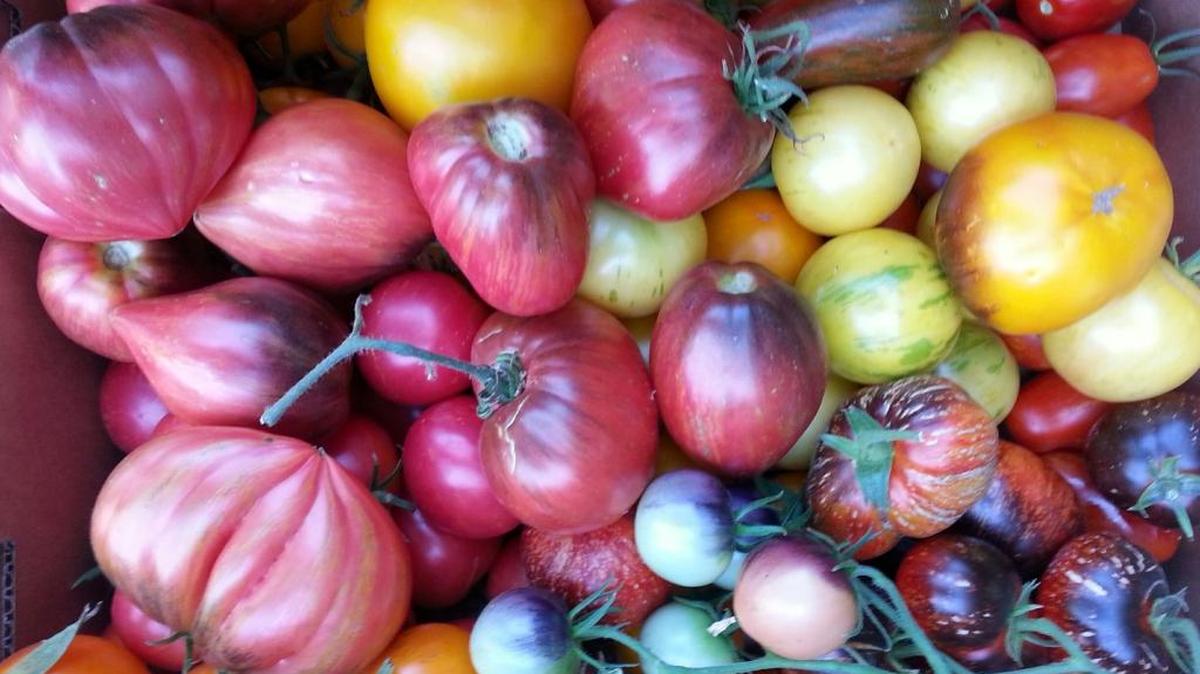 Brad Gates of Wild Boar Farms – aka the “Tomato Guy” – collects seeds from open-pollinated heirloom varieties that can cross naturally, creating new hybrids of great tasting, great looking tomatoes.