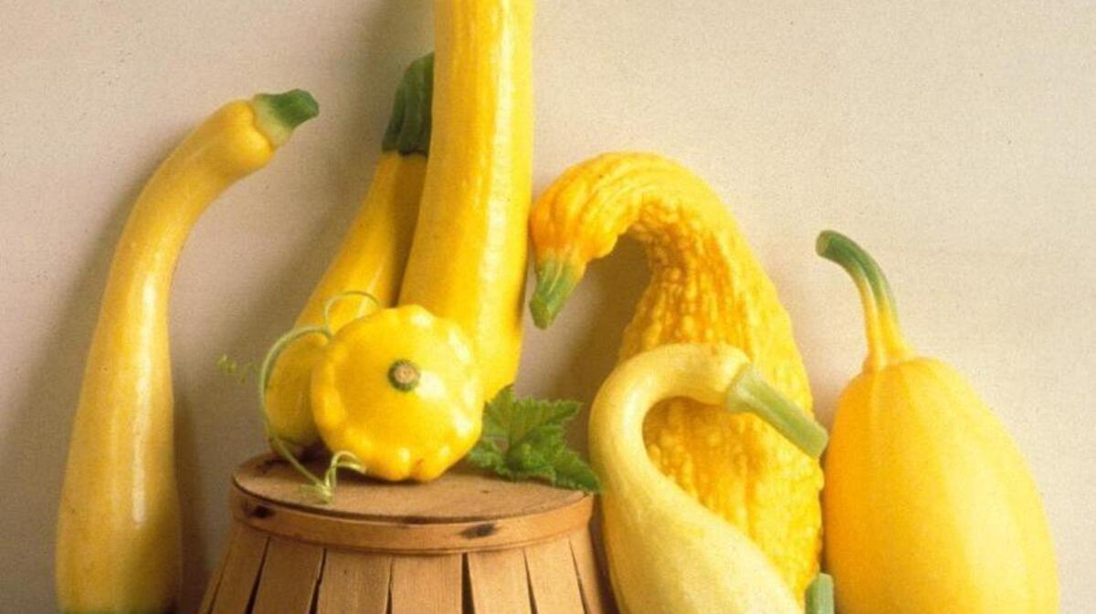 Got squash? You have a staple ingredient of summer cooking.