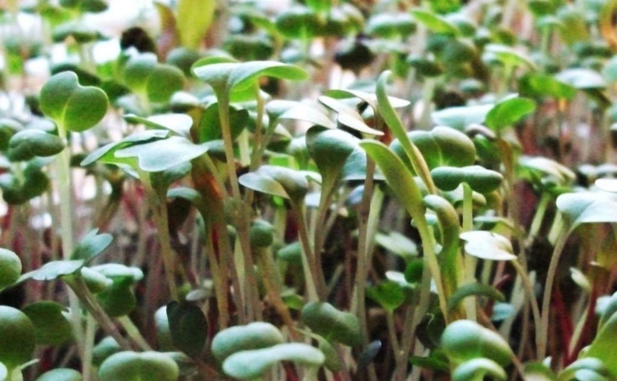 Not the same as sprouts, microgreens are prized for their tiny, pungent leaves and have been embraced by millennials.