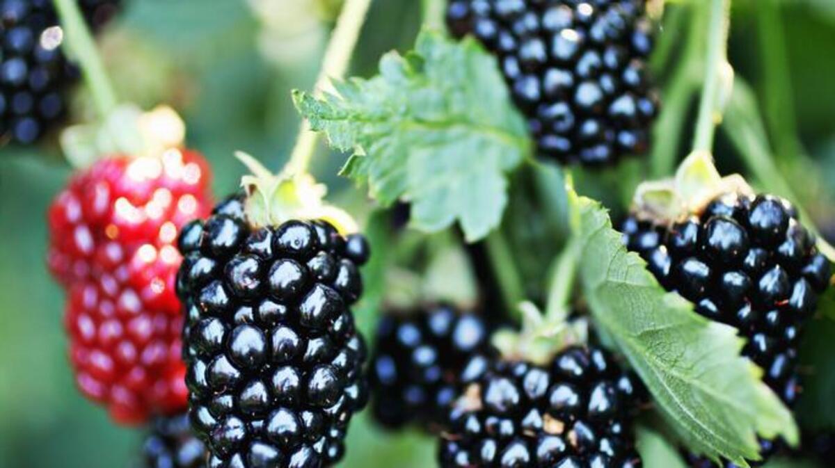 Blackberries and other cane berries are high in vitamin C, dietary fiber, vitamin K and manganese.