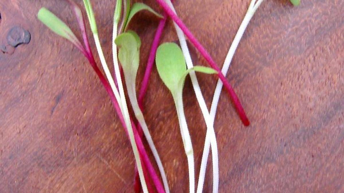 Pak choi, Detroit red beet and cilantro microgreens are colorful, packed with concentrated flavor and a super choice for additions to soups, salads and sandwiches.