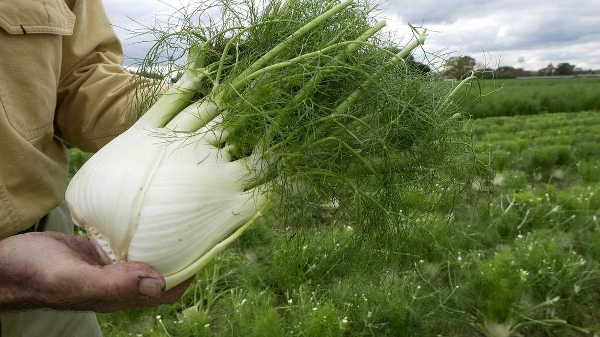 Italian immigrants brought fennel to the United States. This vegetable thrives in California’s mild climate, where it is usually grown for early spring harvest.