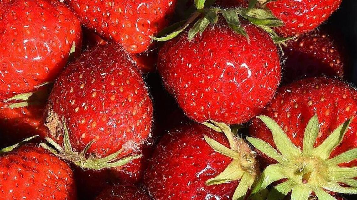 Where to pick your own flowers, fruit in the Sacramento area? See local options