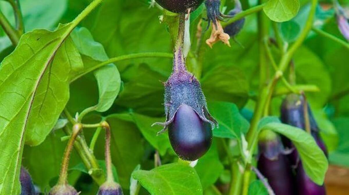 
Eggplants were all white originally, though the purple ones are more familiar now. 
