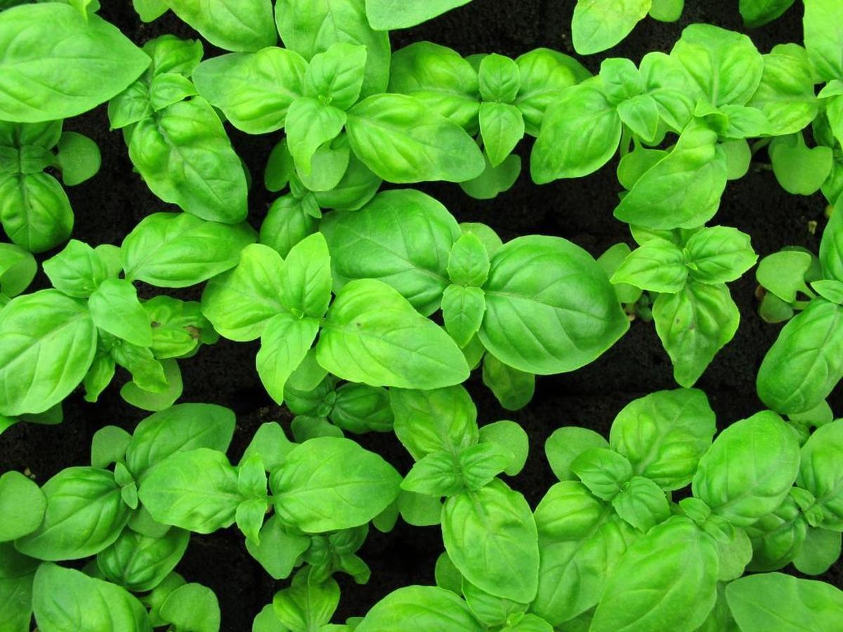 Interest by a chef in basil seedlings got Fresh Origins into the microgreens business. The San Marcos farm is now the nation’s biggest grower of microgreens.