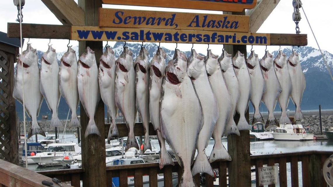 Got halibut from Alaska? Bill Mucci of Rancho Murieta does, and now he needs some recipes.